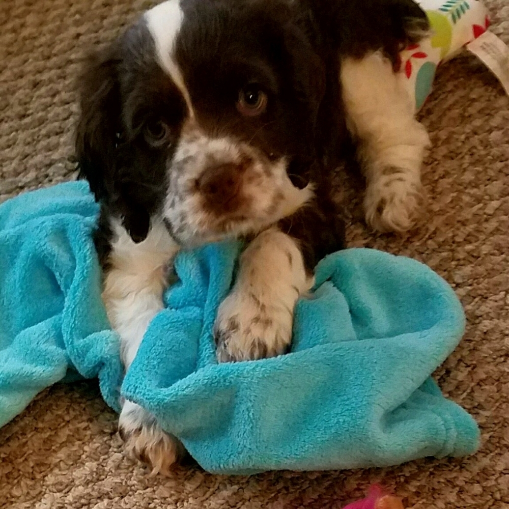 Meet your Posher, Danise